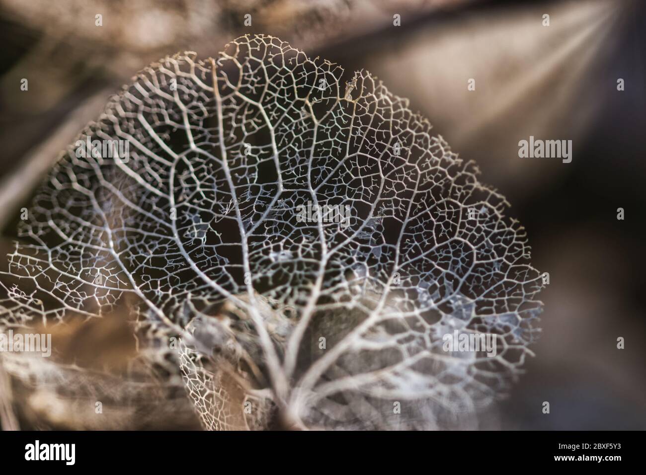 Laccio foglie sfondo macro texture. Foglie di idrangea secche e perforate su sfondo scuro e chiaro sfocato, sognate Foto Stock
