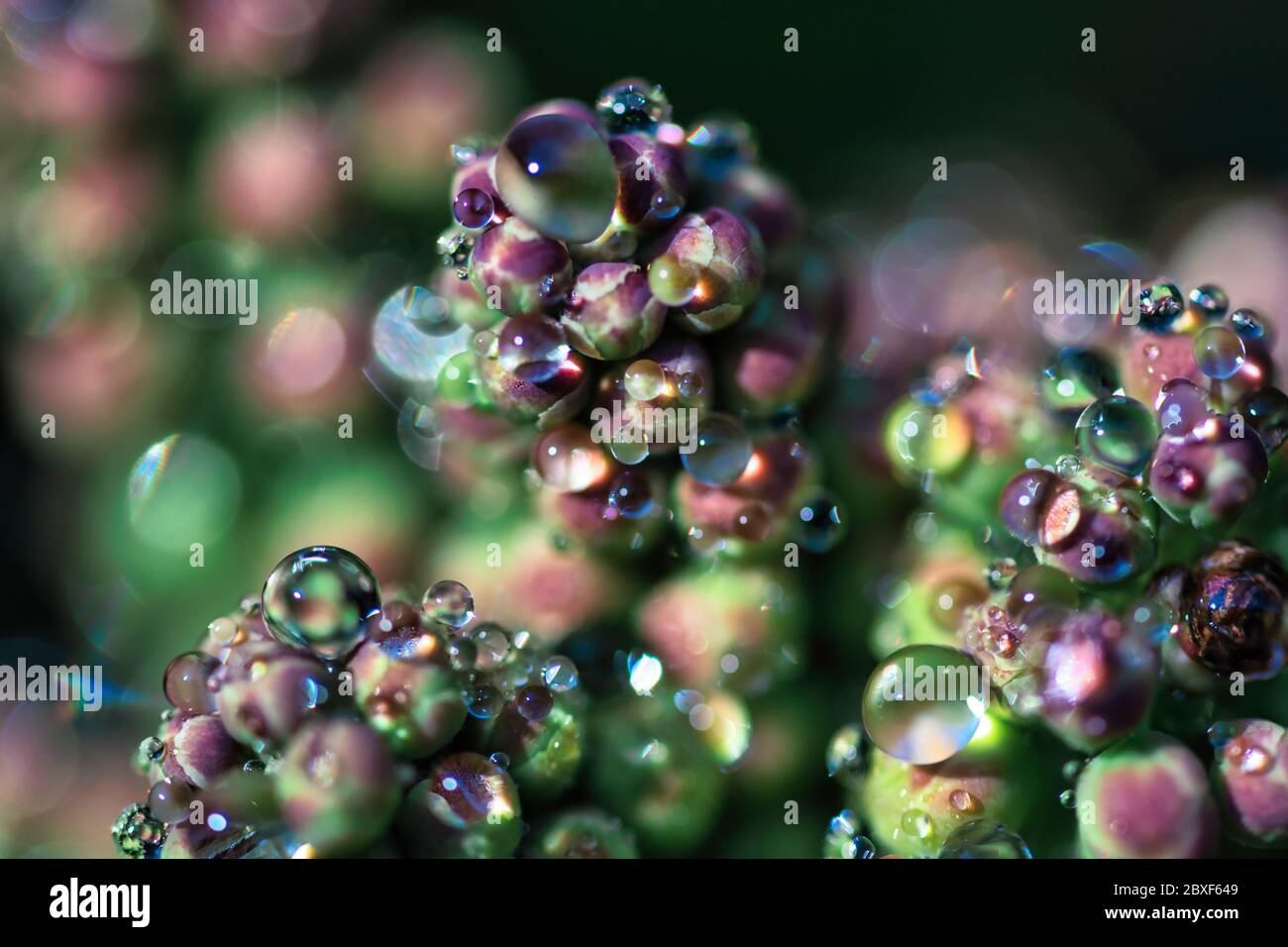 Gocce d'acqua verde brillante rotonde su boccioli di fiori di piante agili, macro di sfondo offuscata astratta Foto Stock