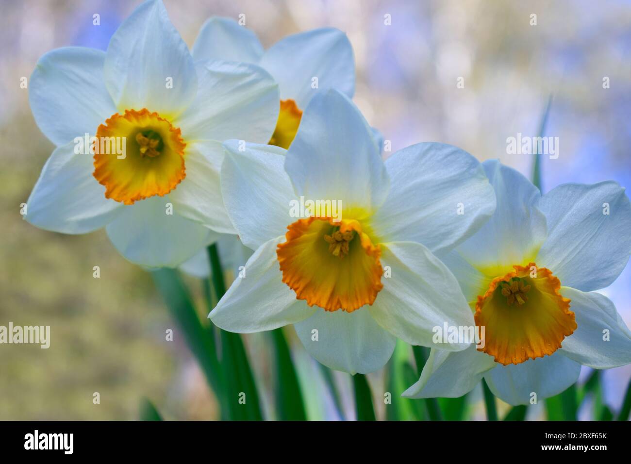 Arioso e delicato narciso bianco narciso gruppo di fiori daffodil primo piano fioritura nel giardino primaverile, colori pastello sfocati sfondo fresco Foto Stock