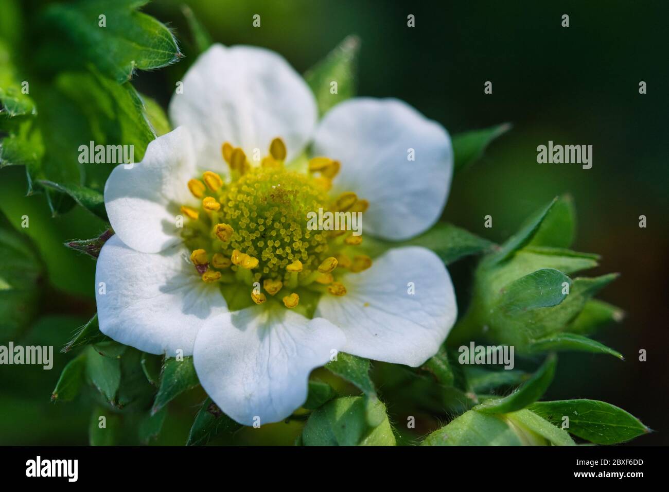 Macro di texture di fiori di fragola, petali bianchi e centro di fiori gialli su sfondo verde offuscato, fiorendo nel giardino di primavera Foto Stock