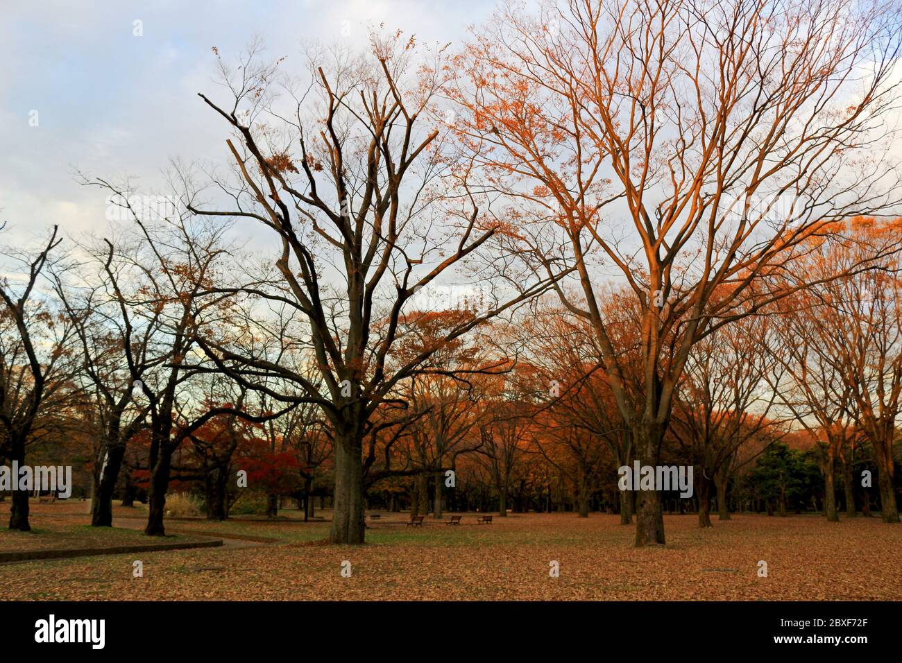 Il paesaggio del Parco di Yoyogi al tramonto con gli alberi che hanno caduto colori autunnali Foto Stock