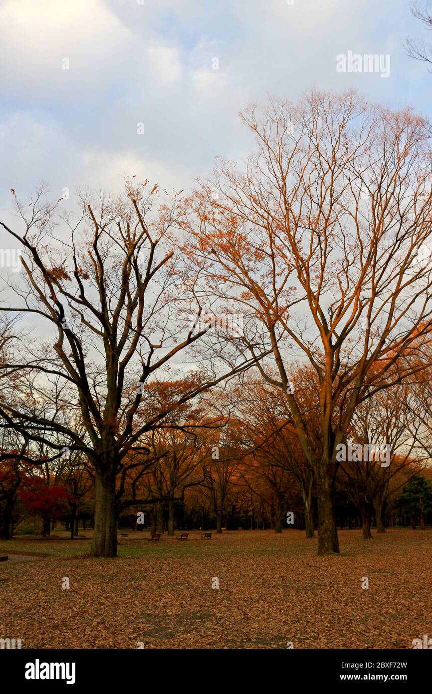 Il paesaggio del Parco di Yoyogi al tramonto con gli alberi che hanno caduto colori autunnali Foto Stock