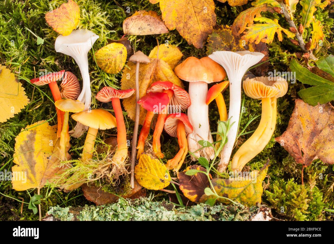 Funghi Waxcap, funghi da campo regno unito. Questi funghi coltivati in prati e sono spesso poco percettibili sotto l'erba Foto Stock