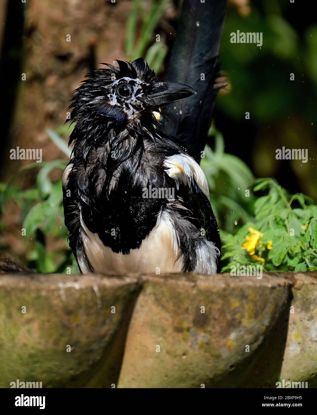 Lavaggio di magpie adulto in un bagno di uccello della casa urbana. Foto Stock