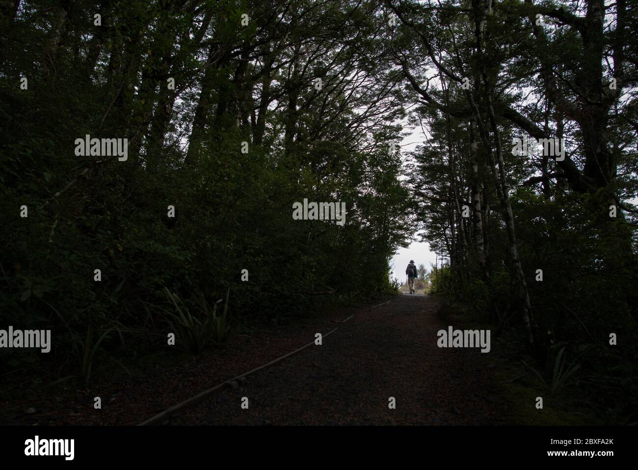 Tramper uscire dalla misteriosa foresta scura. Luce alla fine del tunnel dell'albero. Foto Stock