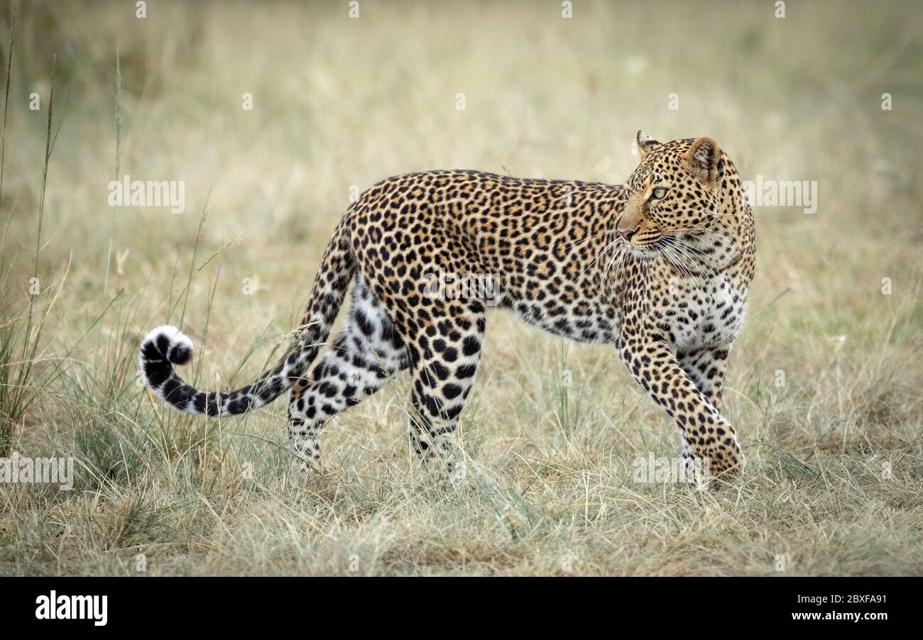 Donna leopardo adulto che guarda indietro in piedi in erba in Masai Mara Kenya Foto Stock