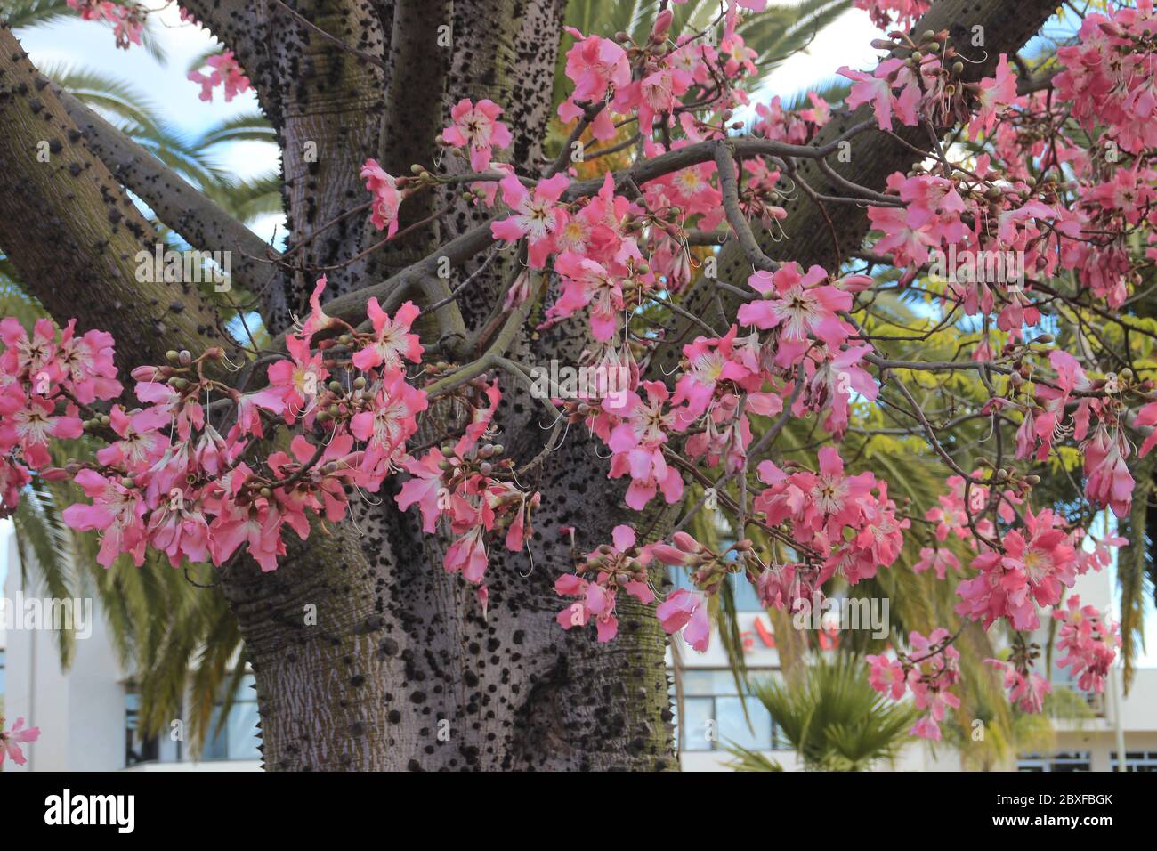 Bella rosa delicato fiori grandi Chorisia o Ceiba speciosa crescere su un albero la cui corteccia è coperta di picchi. Foto Stock