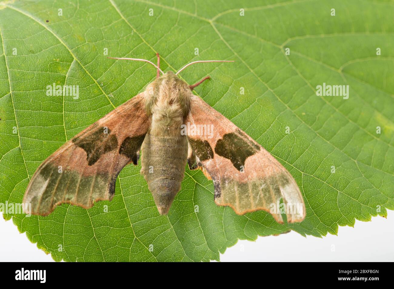 Una donna Lime Hawkmoth, Mimas tiliae, fotografò poggiando su una foglia di lime in uno studio prima del rilascio. Sfondo bianco. North Dorset Inghilterra Regno Unito GB Foto Stock