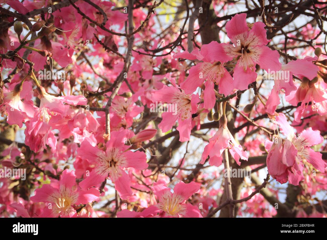 Bella rosa delicato fiori grandi Chorisia o Ceiba speciosa crescere su un albero la cui corteccia è coperta di picchi. Foto Stock