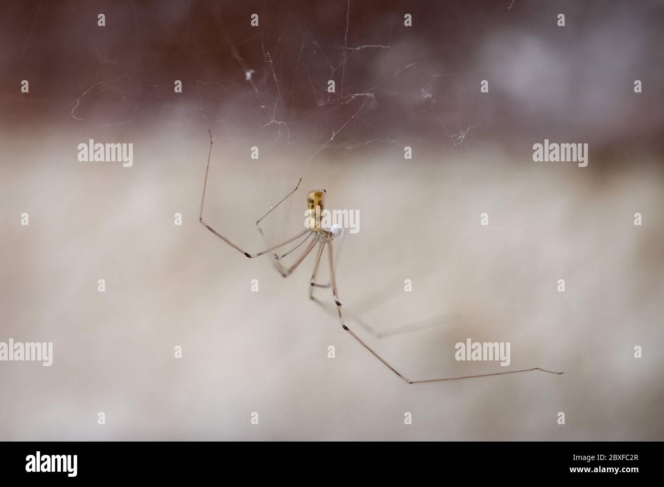 Ragno di cantina di lunga struttura, Pholcus phalangioides, con lunghe gambe sul suo nastro in attesa di una preda Foto Stock