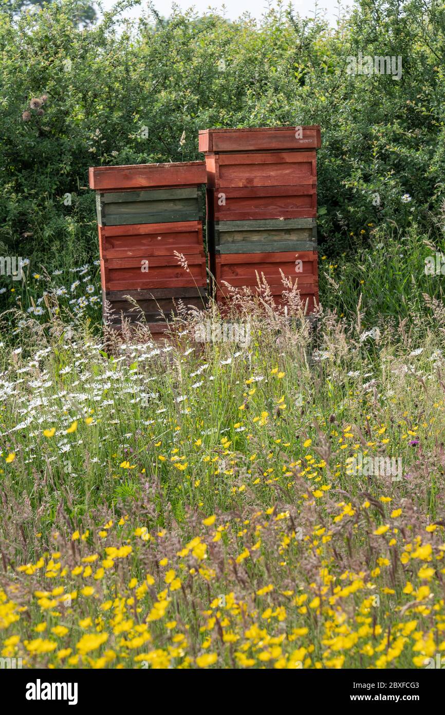 Alveari di api situato in un prato di fiori selvatici, Inghilterra Regno Unito. Foto Stock