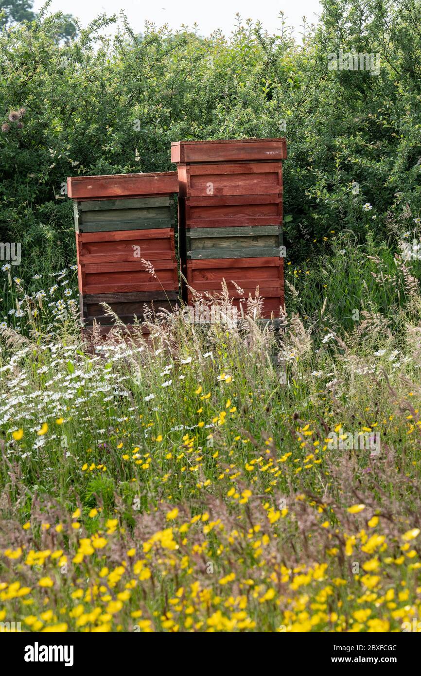 Alveari di api situato in un prato di fiori selvatici, Inghilterra Regno Unito. Foto Stock