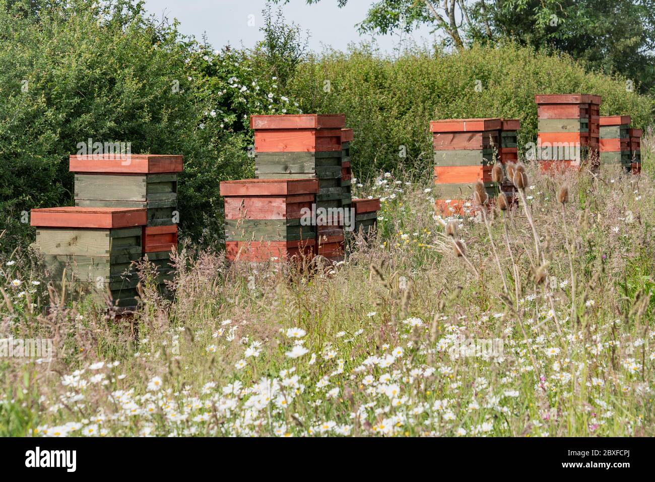 Alveari di api situato in un prato di fiori selvatici, Inghilterra Regno Unito. Foto Stock