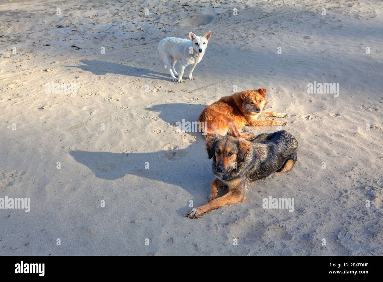 foto collettiva di tre cani randagi Foto Stock