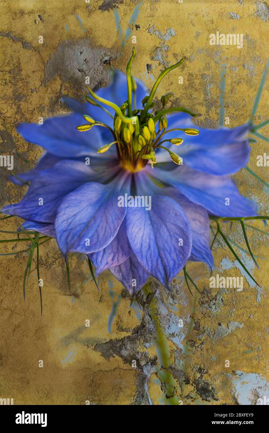 Un unico fiore Nigella, conosciuto anche come 'amore nella nebbia' per le sue delicate foglie simili a felce Foto Stock