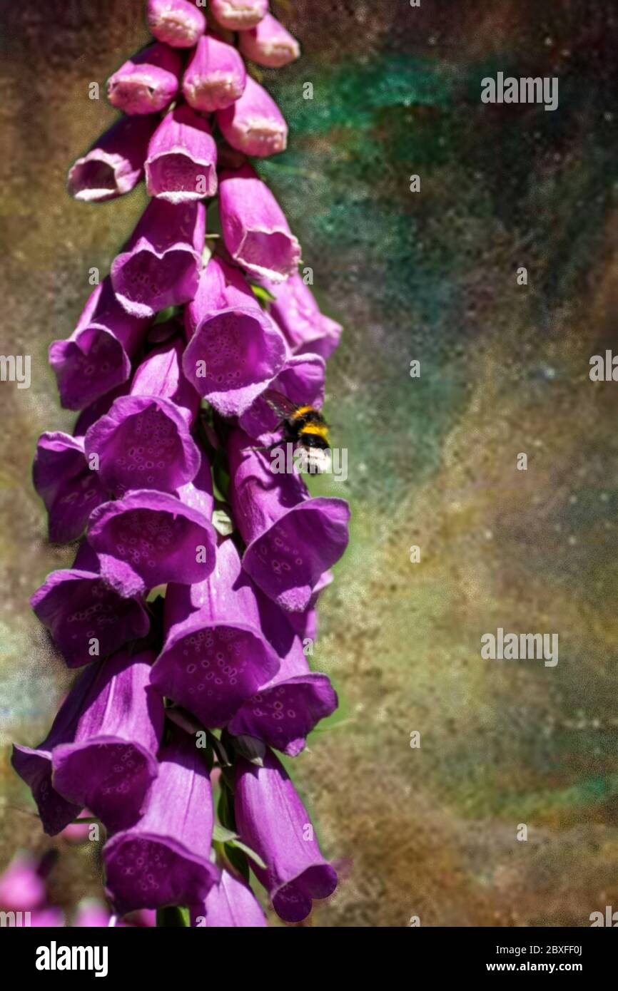 Un fiore singolo di foxglove con un'ape che sta raccogliendo il nettare per riprendere all'alveare e nel processo impollinating altri fiori Foto Stock