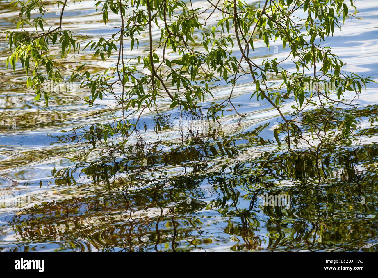 Riflesso di rami salici in acqua. Foto Stock