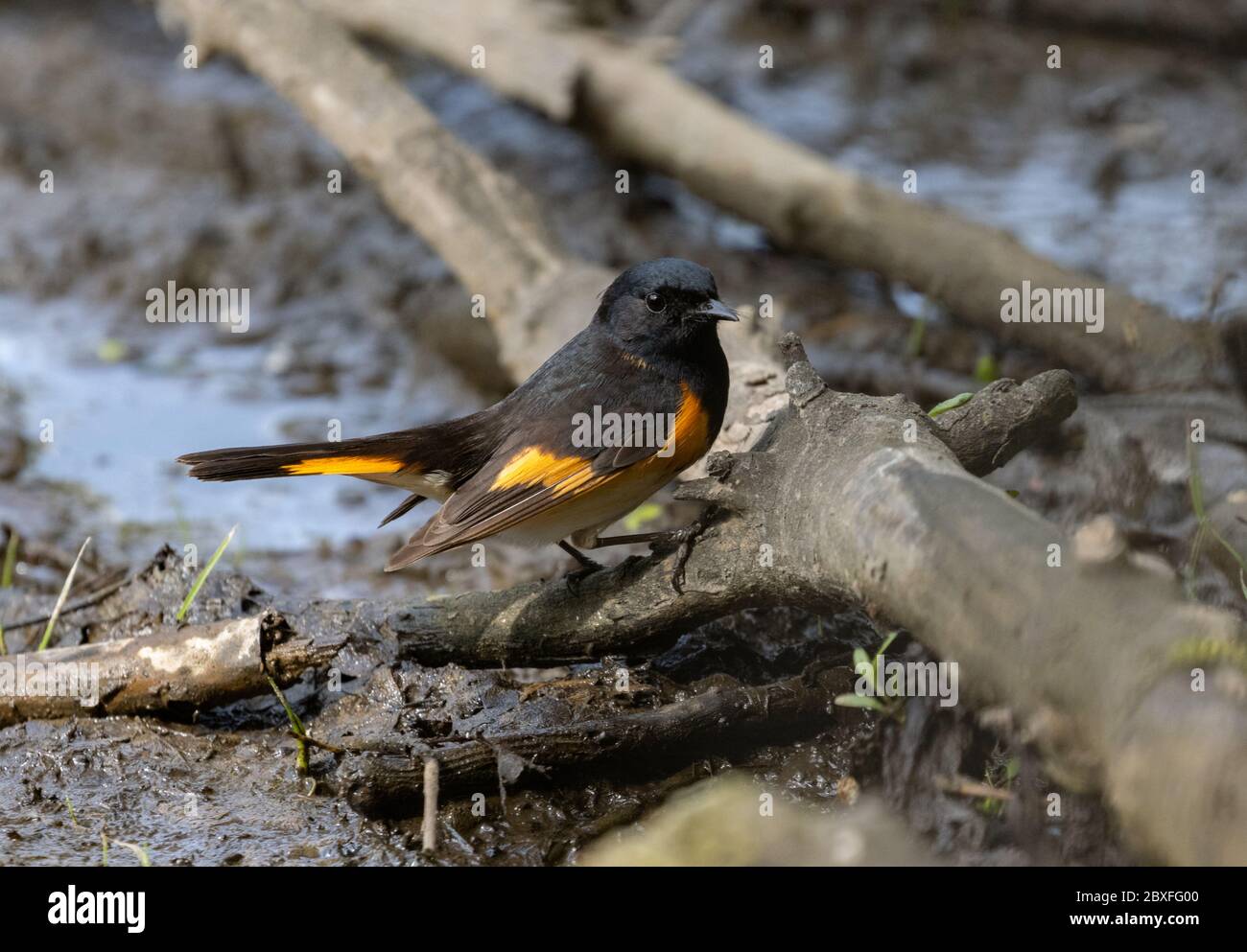 American Redstart 21 maggio 2020 Campus all'aperto, Sioux Falls, South Dakota Foto Stock