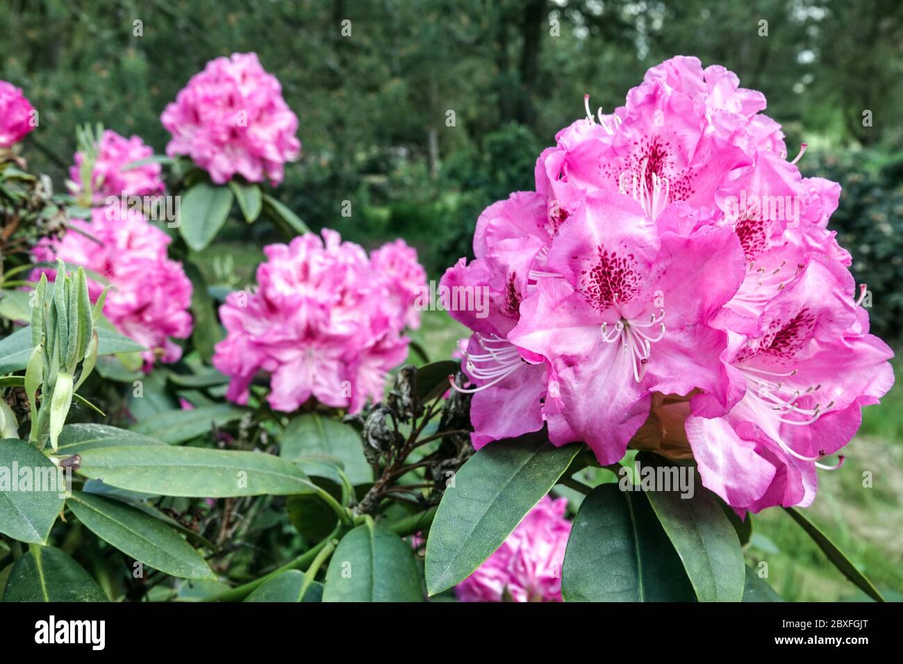 Arbusti fioriti, rododendro rosa Foto Stock