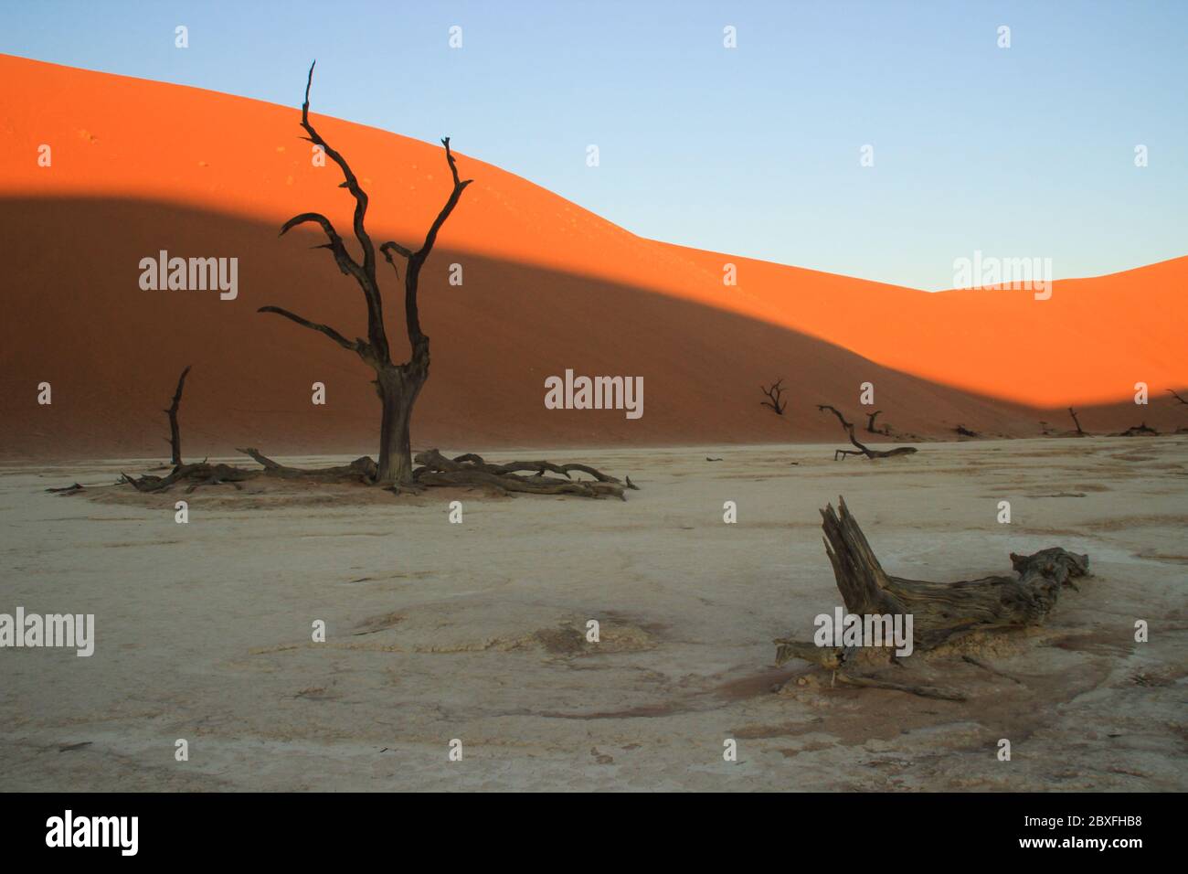 Vlei morto nella parte meridionale del deserto del Namib, nel Parco Nazionale Namib-Nacluft in Namibia. Sossusvlei Foto Stock