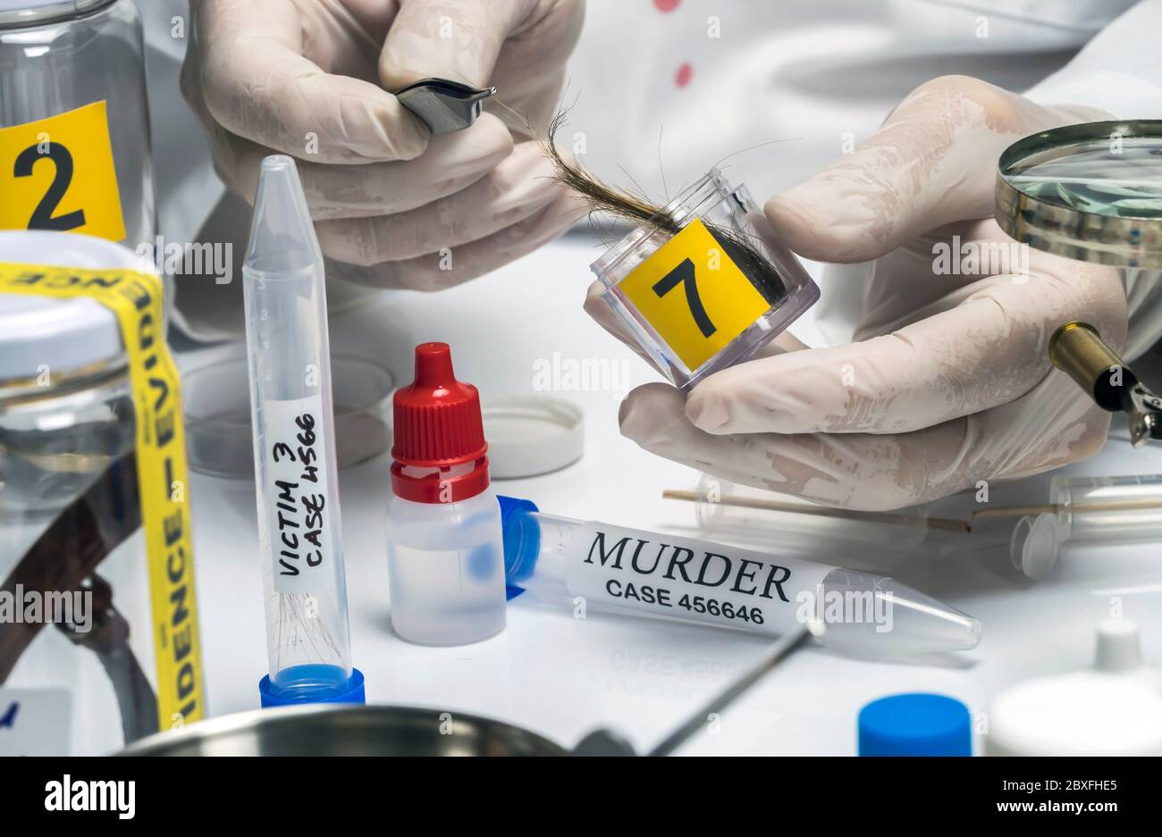 Polizia specializzata analizza i capelli di omicidio vittima con una pinzetta, immagine concettuale Foto Stock