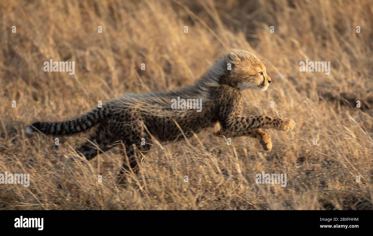 Piccolo ghepardo bambino che corre veloce nell'erba nel primo mattino luce pieno corpo colpo Tanzania Foto Stock
