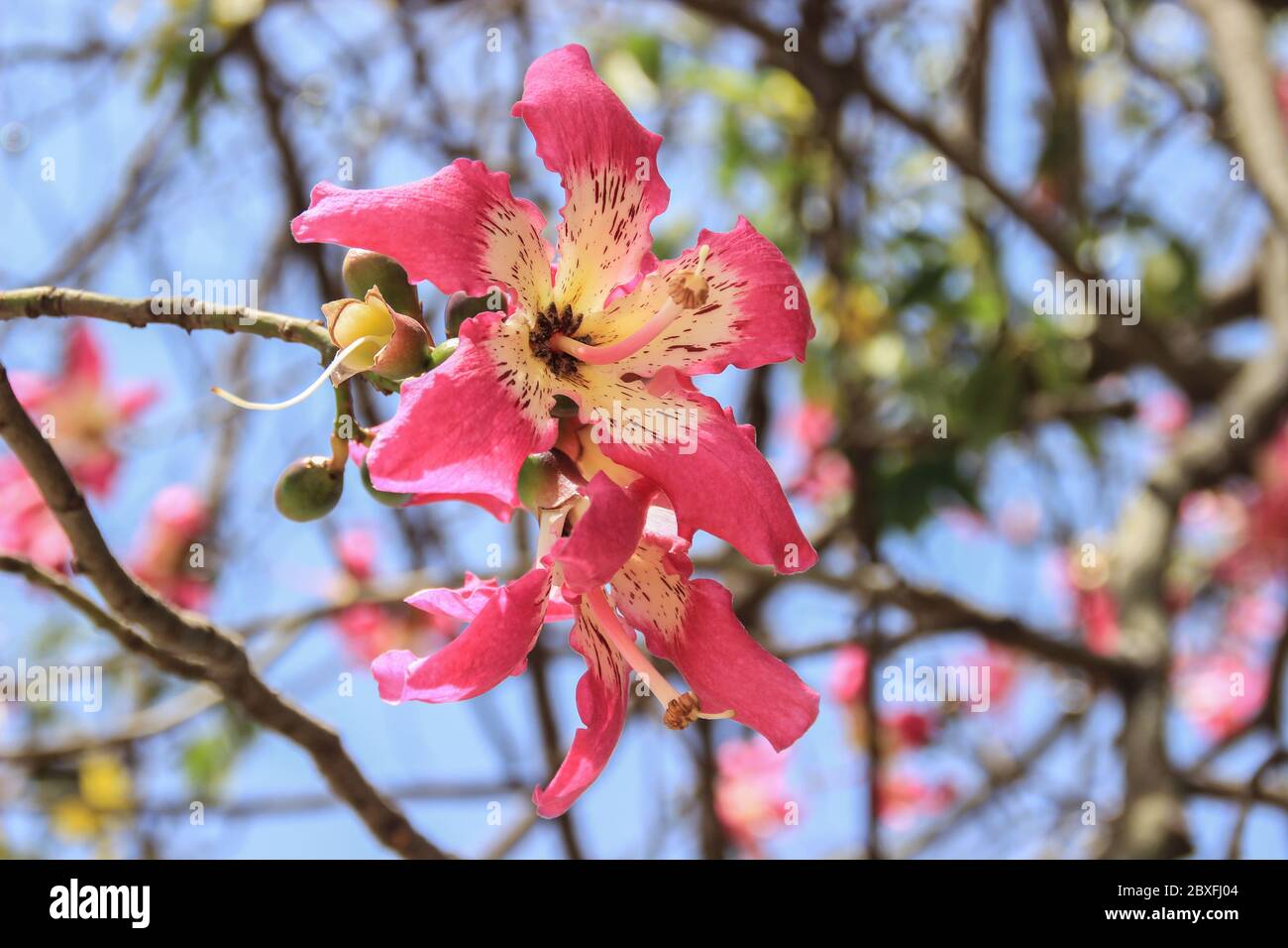 Bella rosa delicato fiori grandi Chorisia o Ceiba speciosa crescere su un albero la cui corteccia è coperta di picchi. Foto Stock