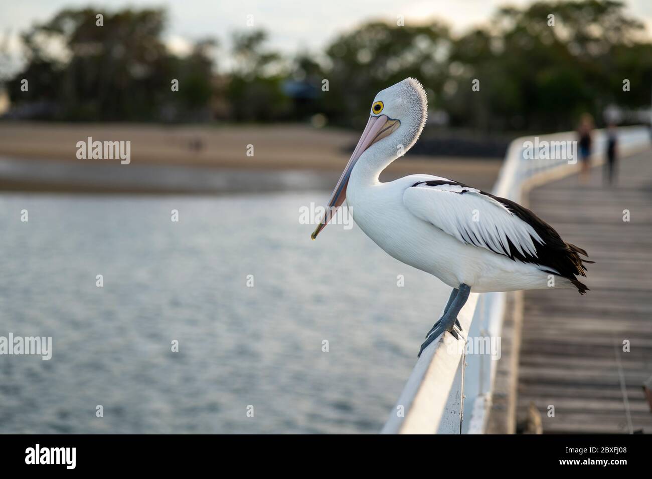 Il Pelican australiano (Pelicanus cospicillatus) è seduto sul corrimano sul molo di Urangan, Hervey Bay Queensland, Australia Foto Stock