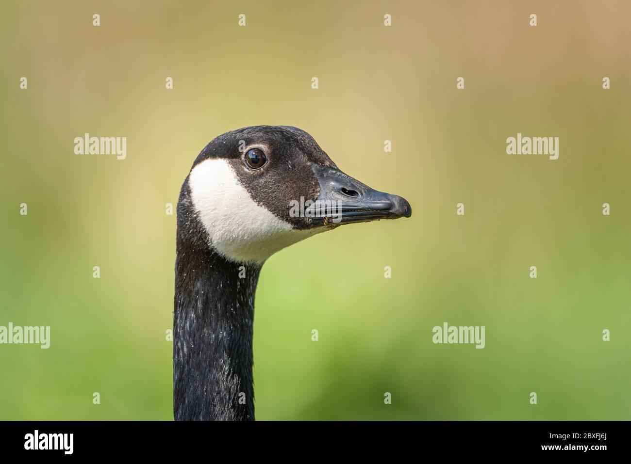 Un primo piano ritratto di una singola oca canadese isolata nel profilo. Foto Stock