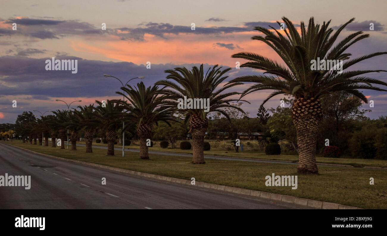 Le palme crescono lungo la strada al tramonto Foto Stock