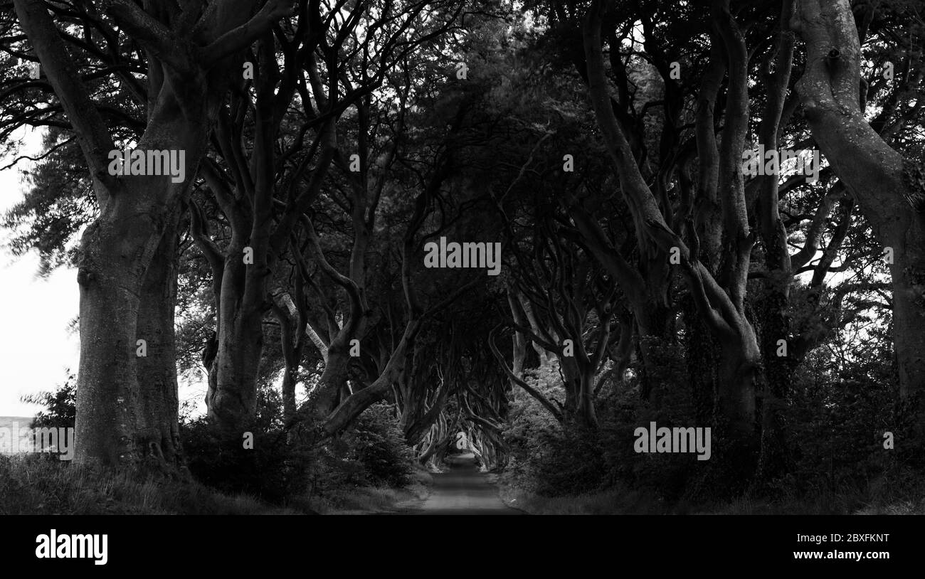 Dark Hedges, Causeway Coast, Irlanda del Nord all'alba Foto Stock