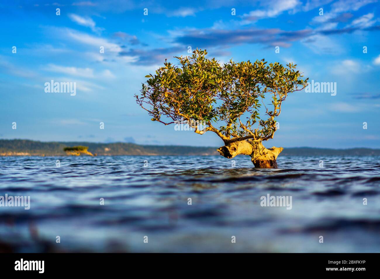 Mangrovie singole Grey (Avicennia marina) circondata da acqua. Foto Stock