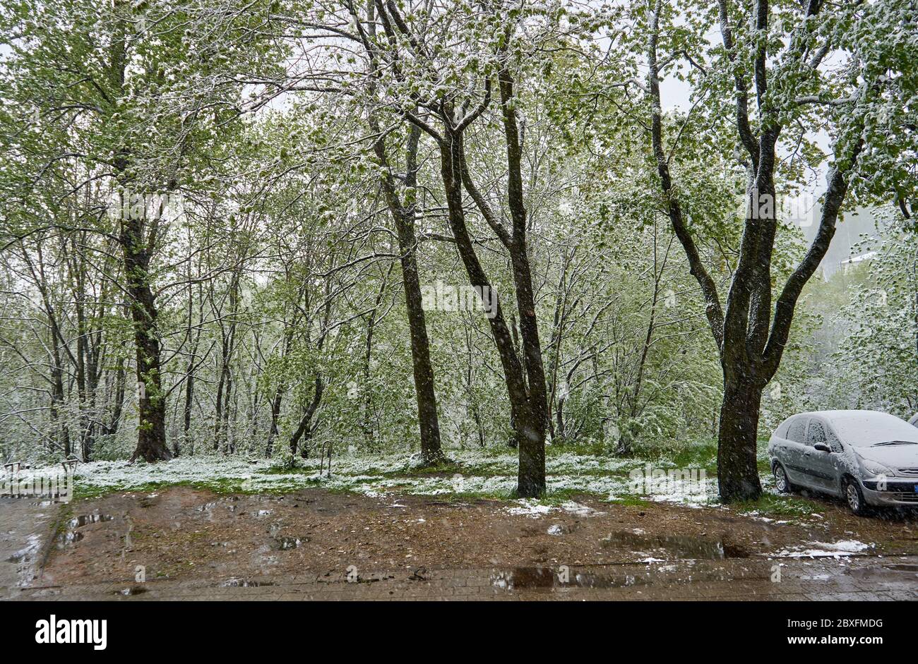 Alberi verdi in una giornata innevata in primavera Foto Stock