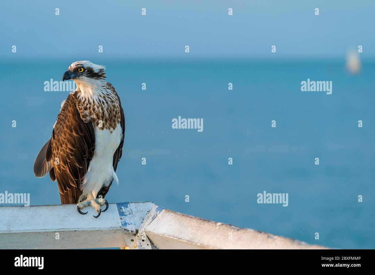 Osprey (pandion haliaetus) seduto sul corrimano con oceano sullo sfondo Foto Stock
