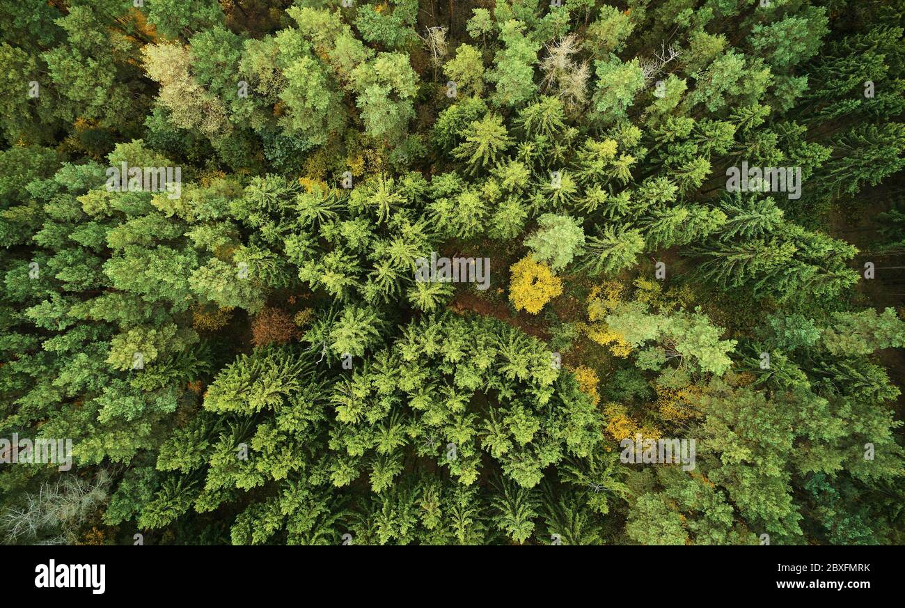 Autunno giallo foresta sopra la vista superiore drone. Sfondo colorato della foresta Foto Stock