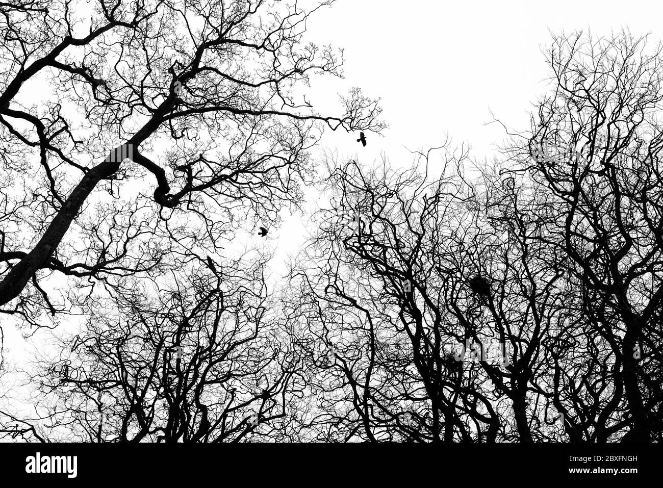 Una silhouette bianca e nera di tre ruscelli che volano tra nidi di un piccolo rookery tra i rami ritorti di un gruppo di alberi. Foto Stock