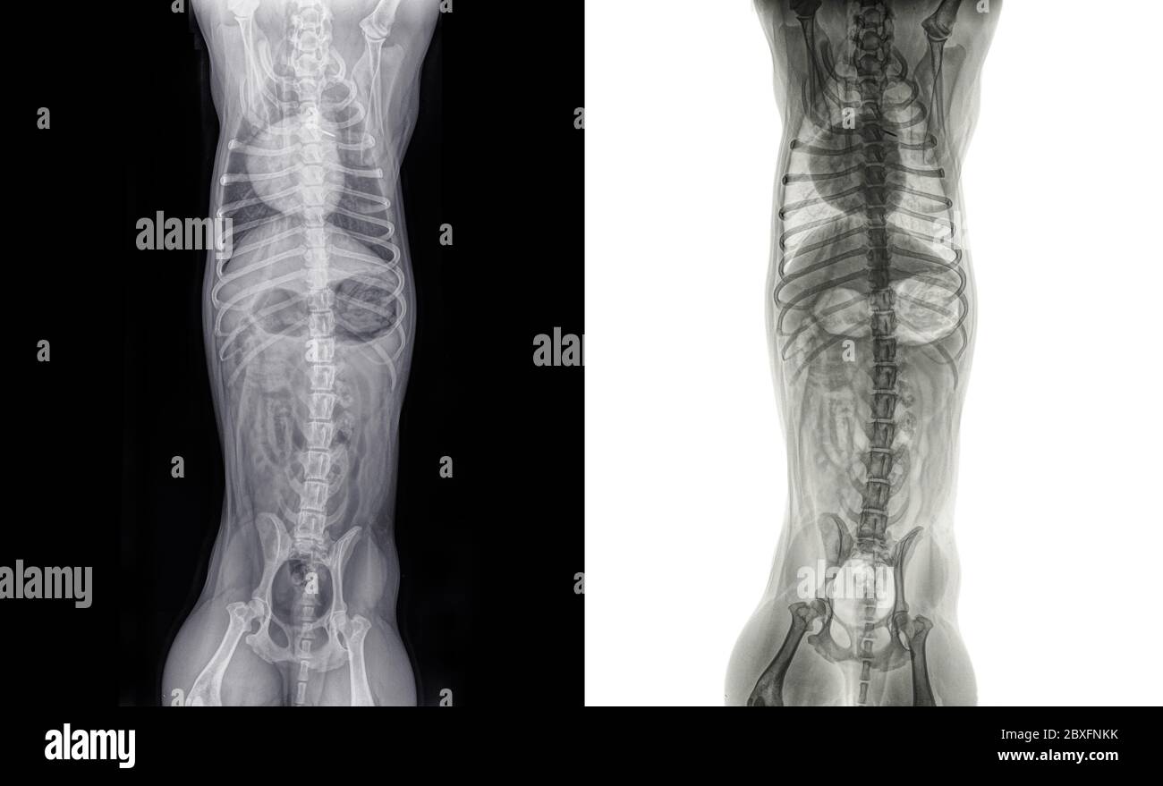 Raggi X digitali ventrali dorso del torace e dell'addome di un gatto sano e poco skinny. Isolato su bianco e nero Foto Stock
