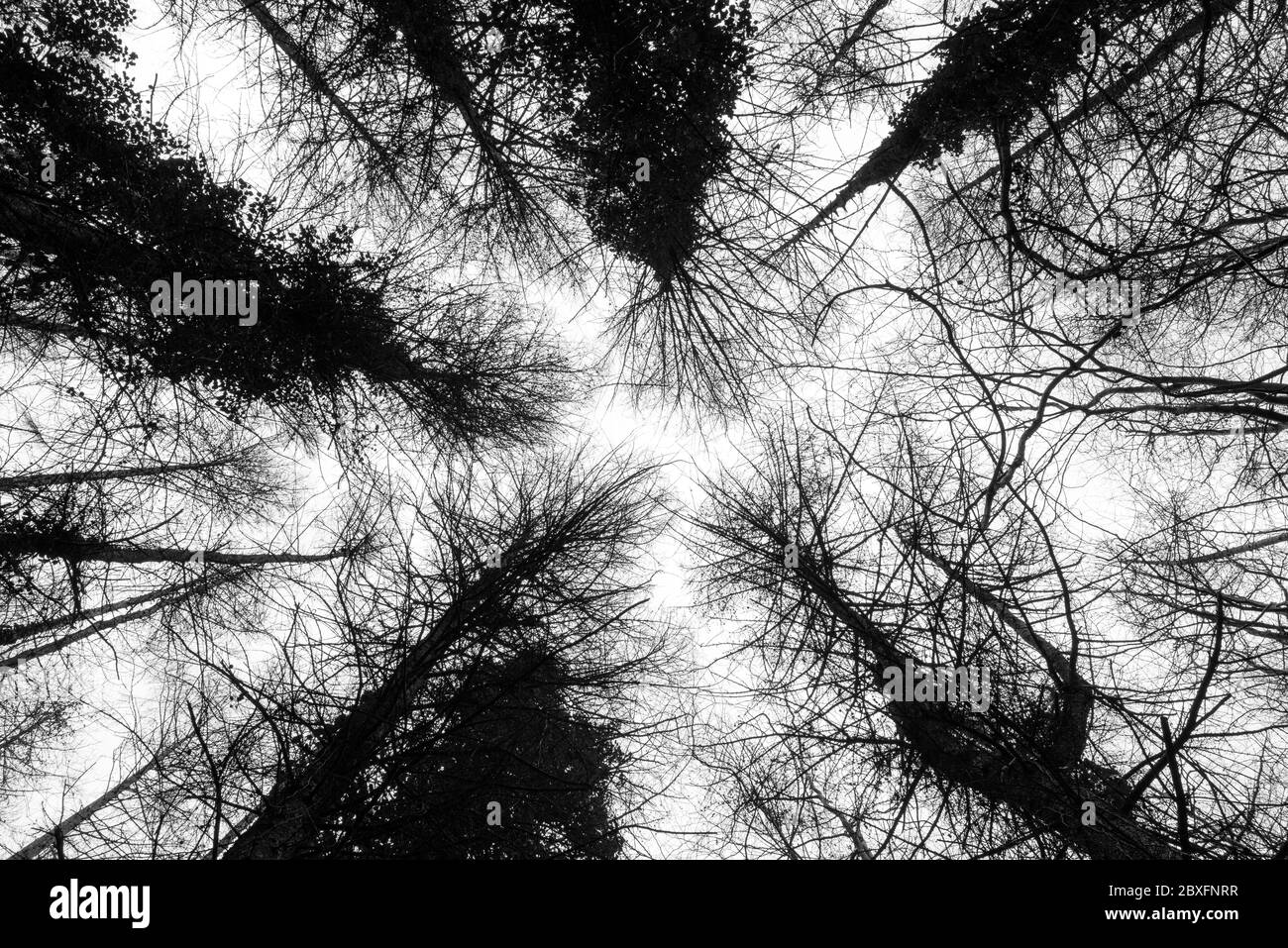 Rami intrecciati e intersecanti di molti alberi viste sagome in bianco e nero sembrano convergere in un punto nel cielo. Foto Stock