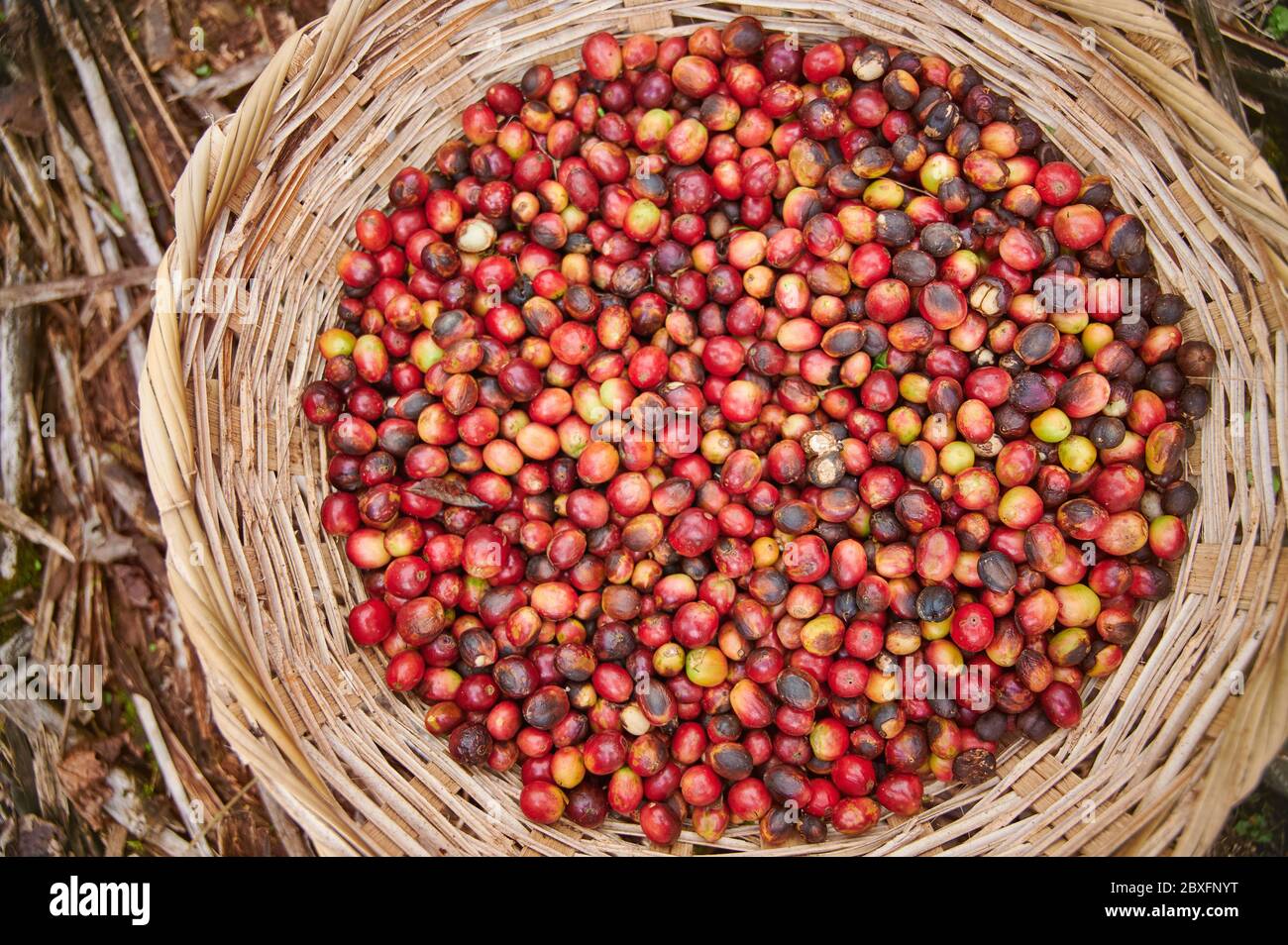 Bacche di caffè rosso nella vista ravvicinata del cestino Foto Stock