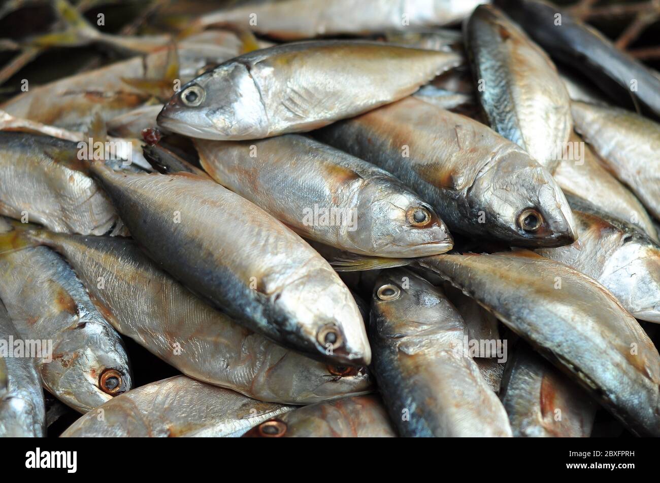 Pesca, cibo, dieta sana, sgombro immagini e fotografie stock ad alta  risoluzione - Alamy