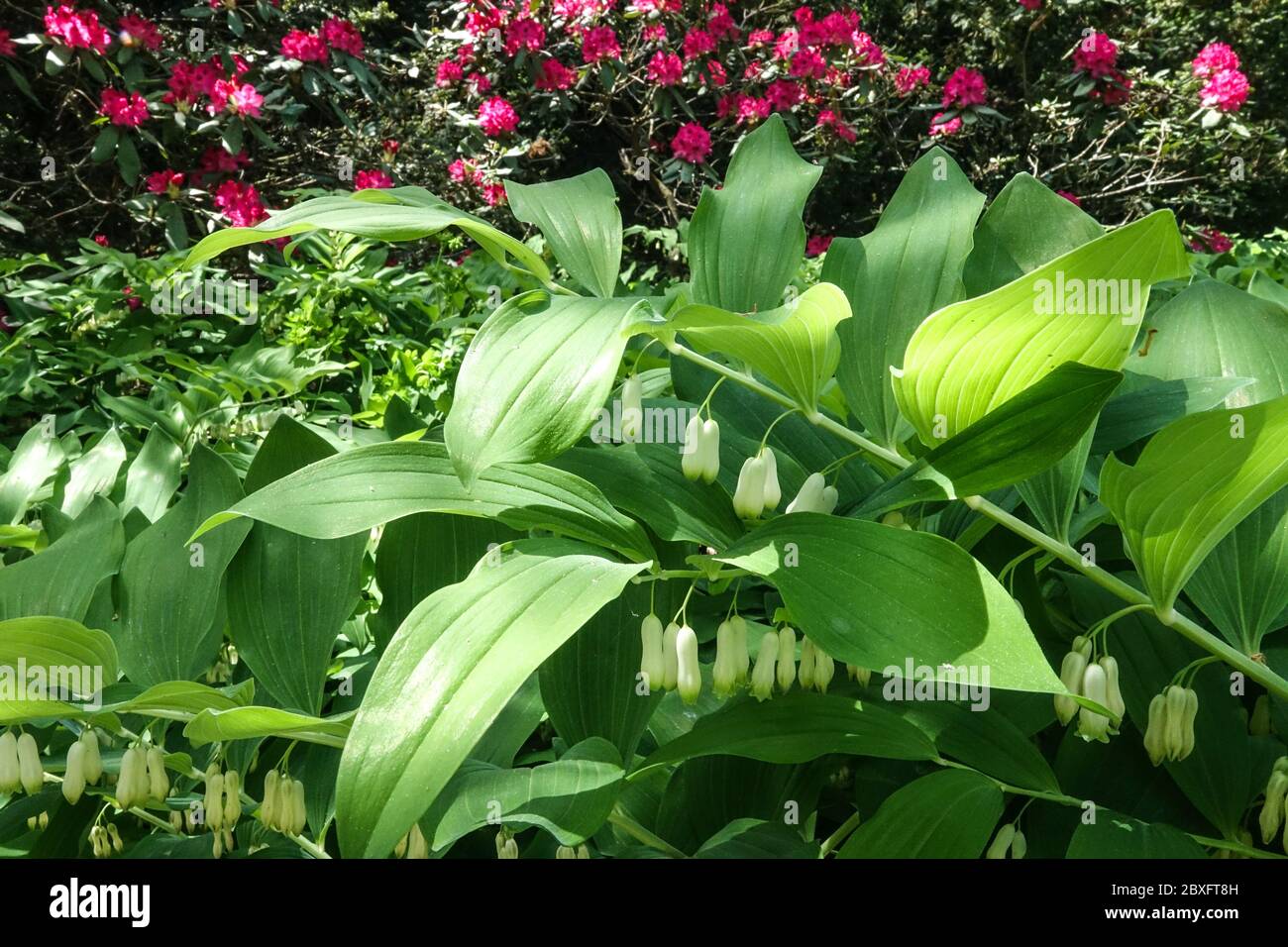 Solomon's Seal Polygonatum × hrododendri 'Weihenstephan' in un giardino Foto Stock