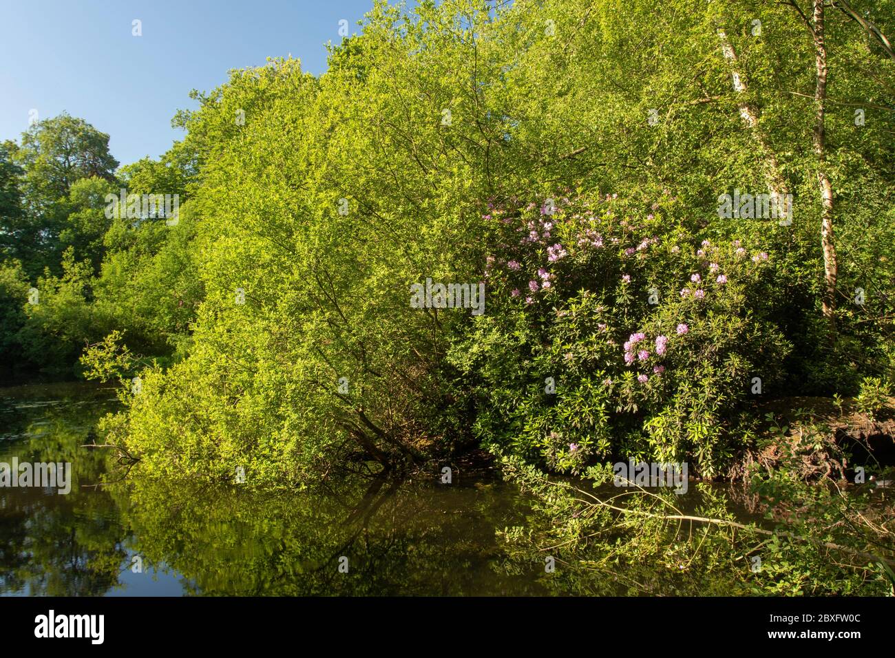 Keston stagno alla periferia di Bromley in primavera, Grande Londra, Inghilterra, Regno Unito, Europa Foto Stock