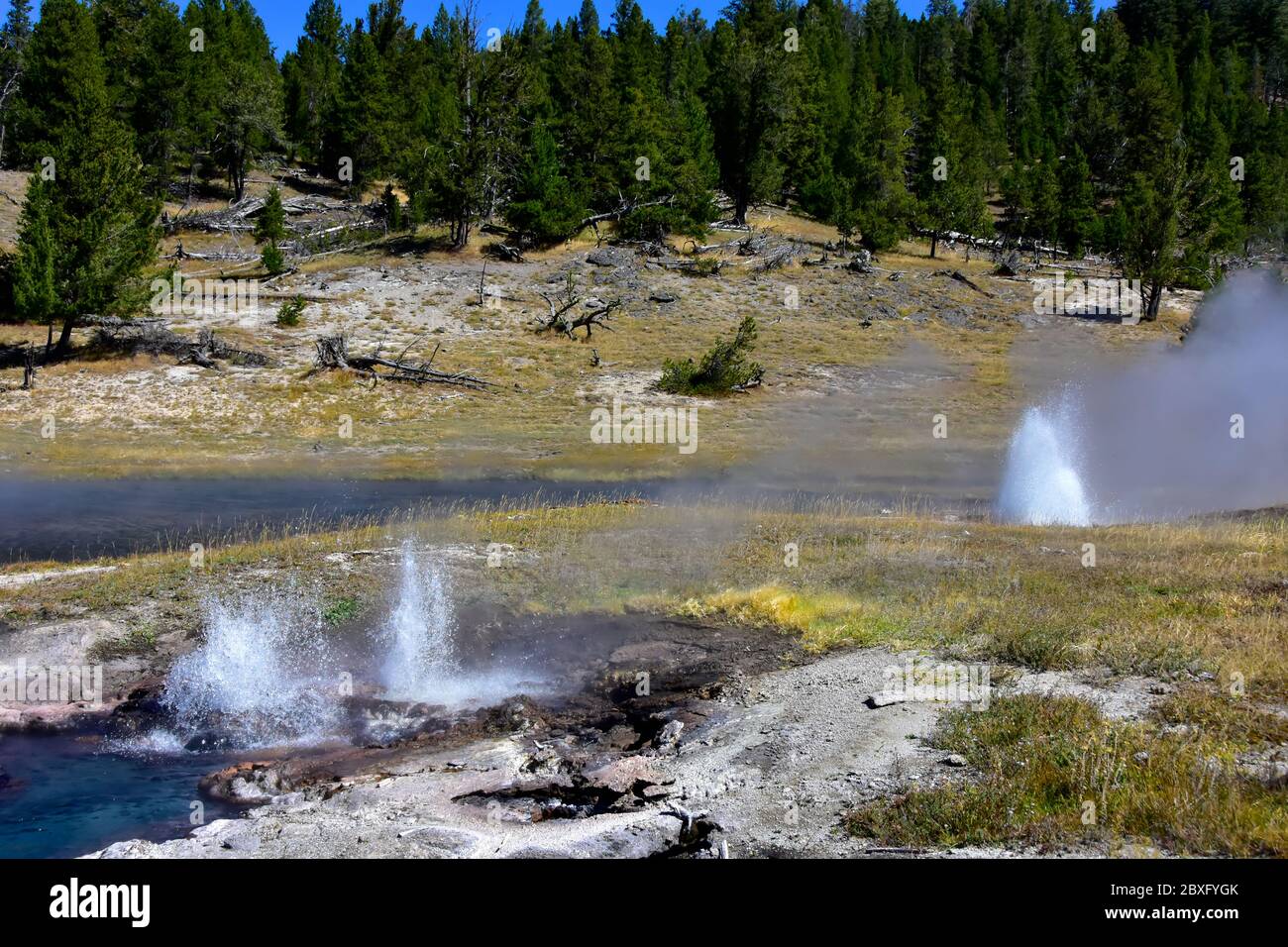 Giovane speranza geyser eruttare al Parco Nazionale di Yellowstone. Foto Stock