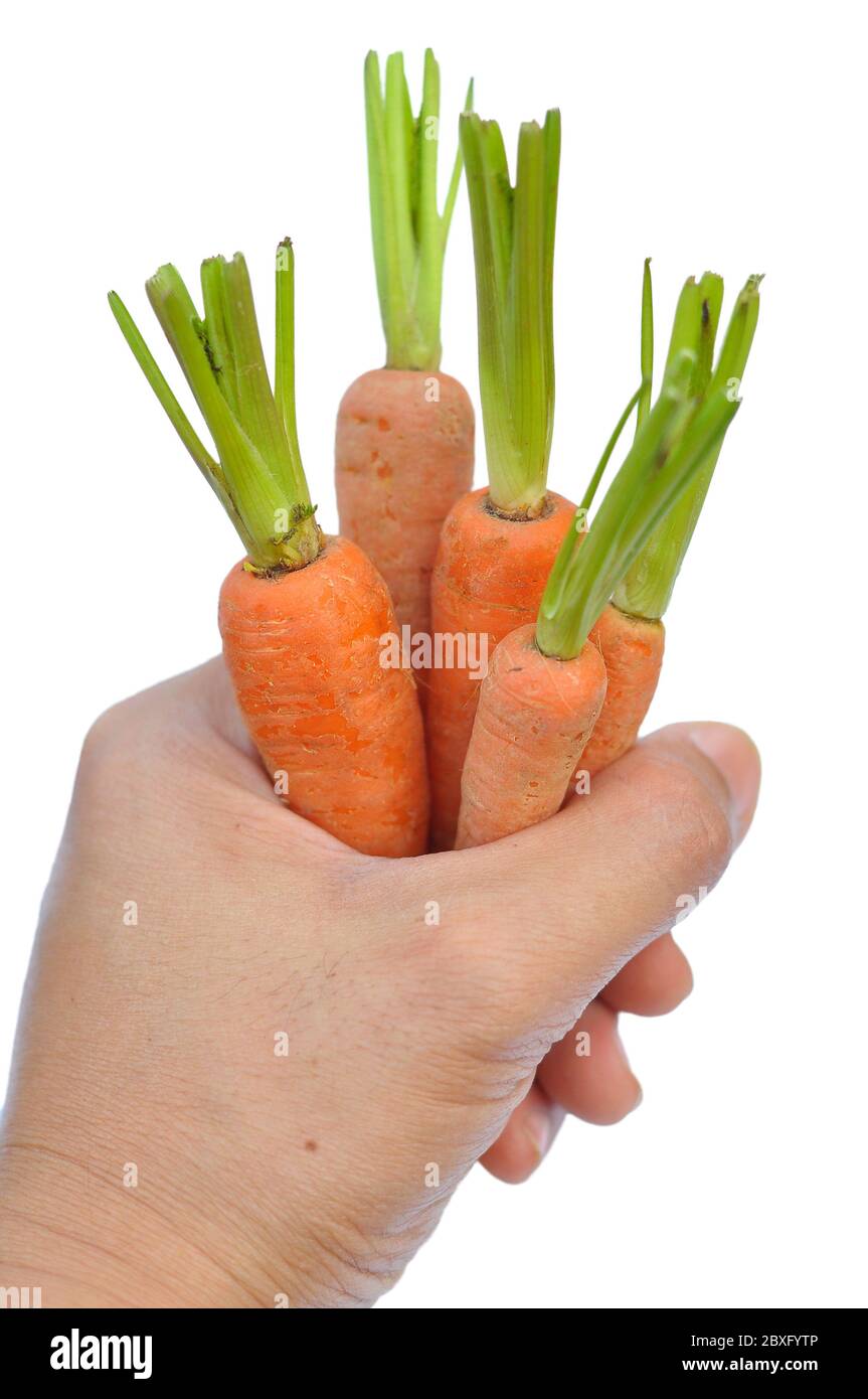 Una carota del bambino è una carota immatura su sfondo bianco. Foto Stock