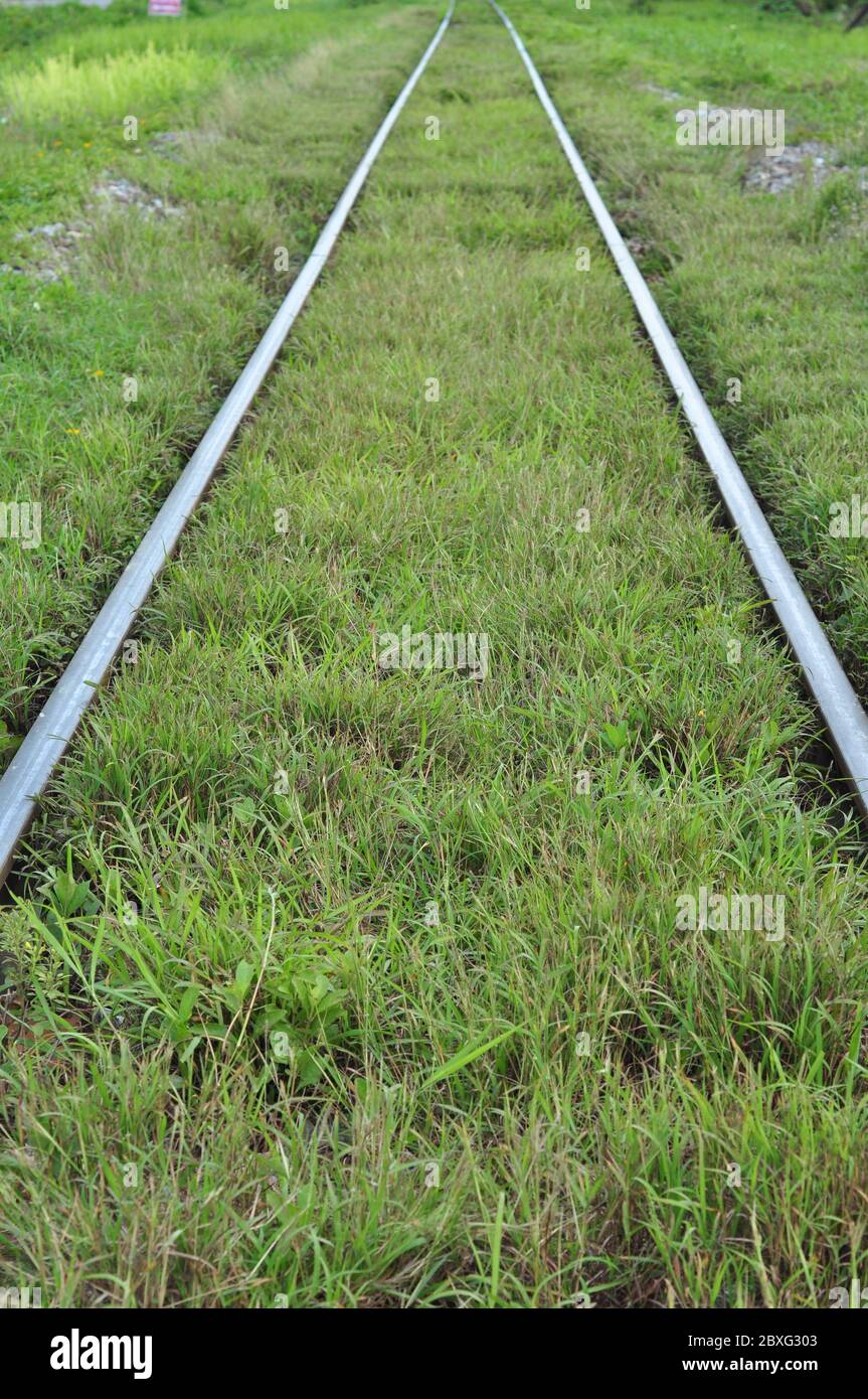 Binari ferroviari con erba coperta, ma ancora possono essere utilizzati normalmente. Foto Stock