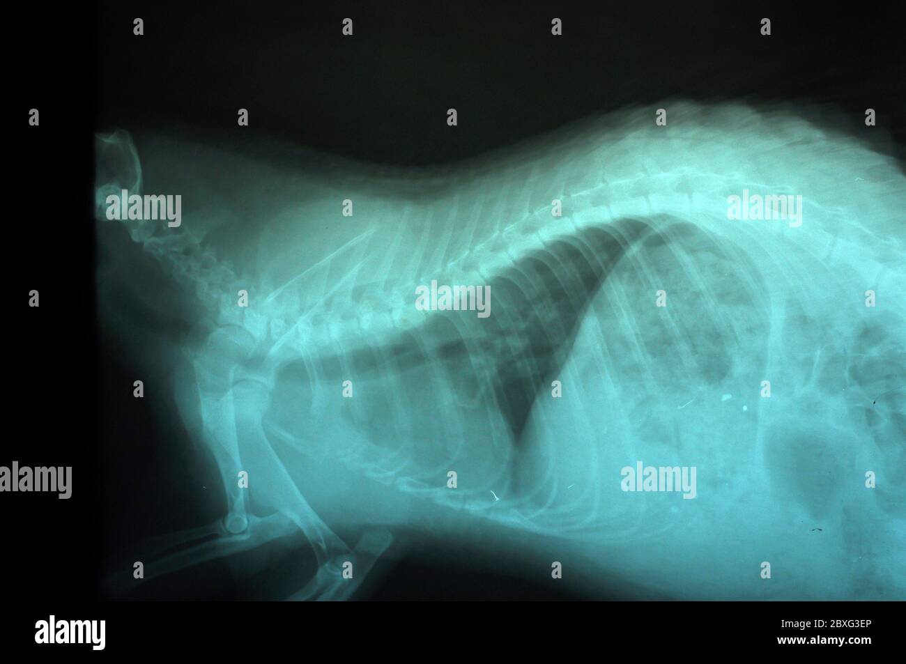Immagini a raggi X di porcupine, uso veterinario nella diagnosi di malattie che si verificano con esso. Foto Stock
