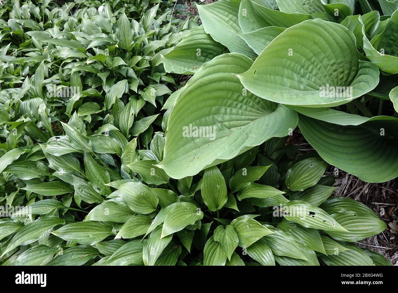 Grandi foglie Hosta 'Sum and Substance' e altri ostas più piccoli Foto Stock