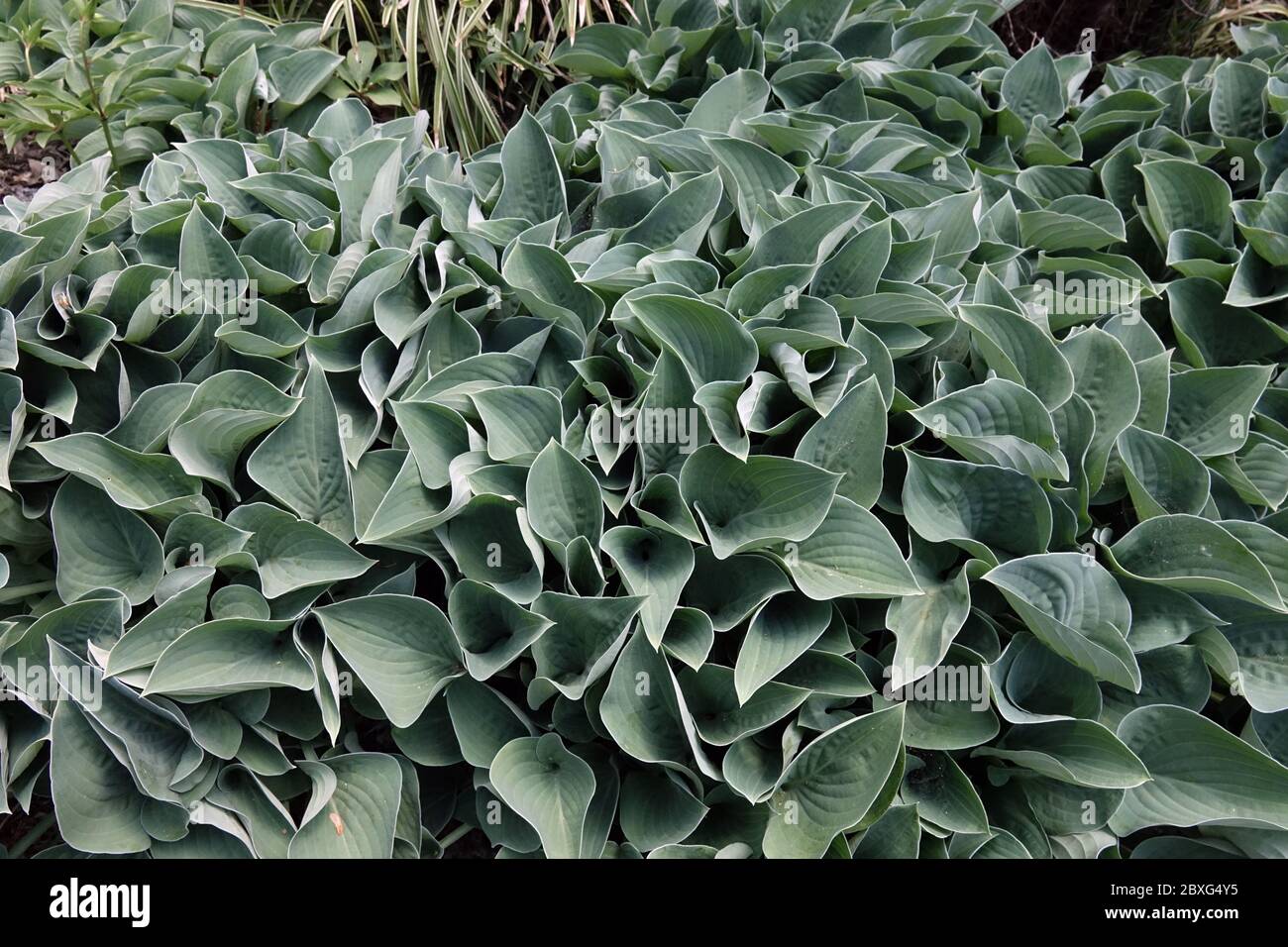 Hosta Blue Cadet Foto Stock