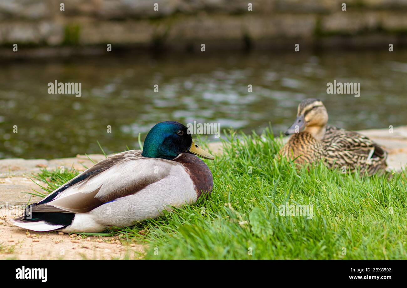 Maschi e femmine Mallard Ducks, Anas platyrhynchos, che riposa nel Grass dal torrente che attraversa il Lititz Springs Park, Lititz, Pennsylvania Foto Stock