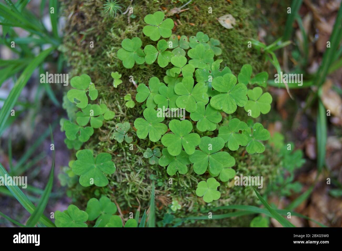 Lucky Clover Foto Stock